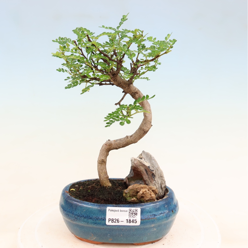 Camera bonsai - Zantoxylum piperitum - albero del pepe