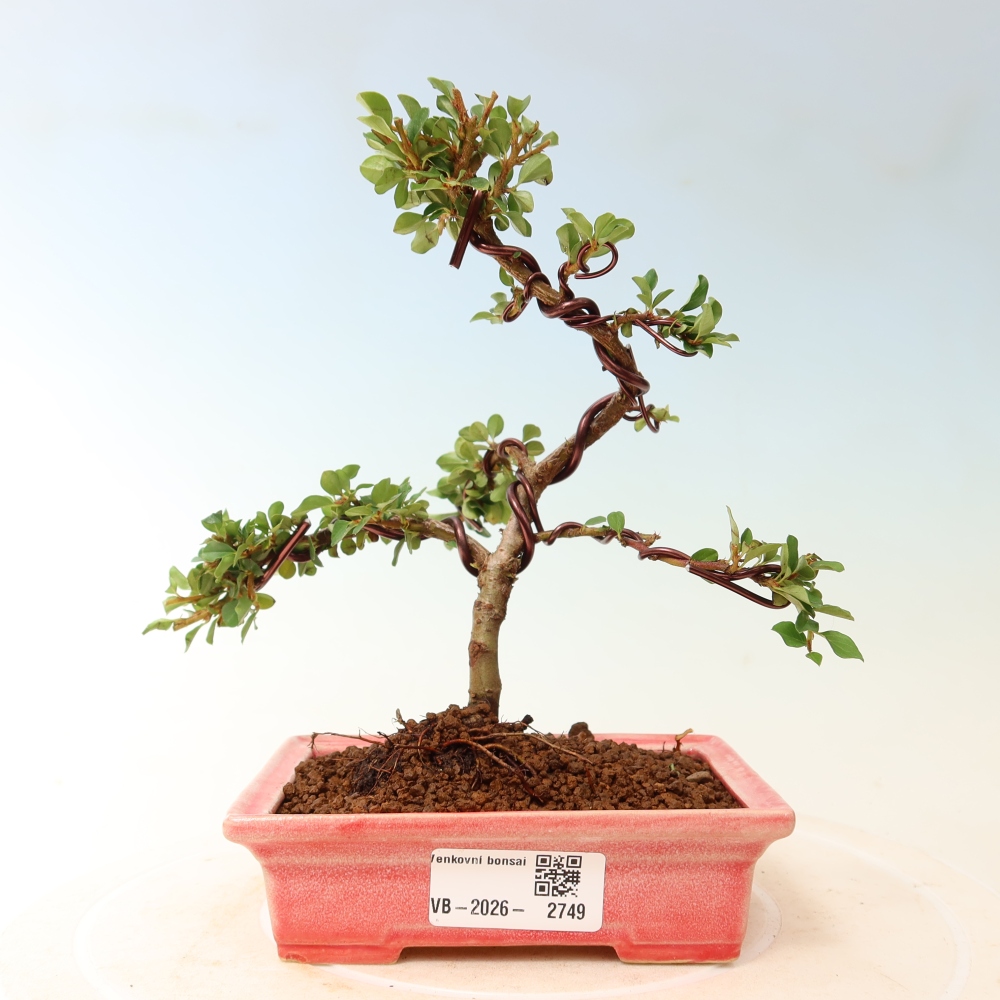 Bonsai da esterno - Cotoneaster horizontalis - Montagna rocciosa