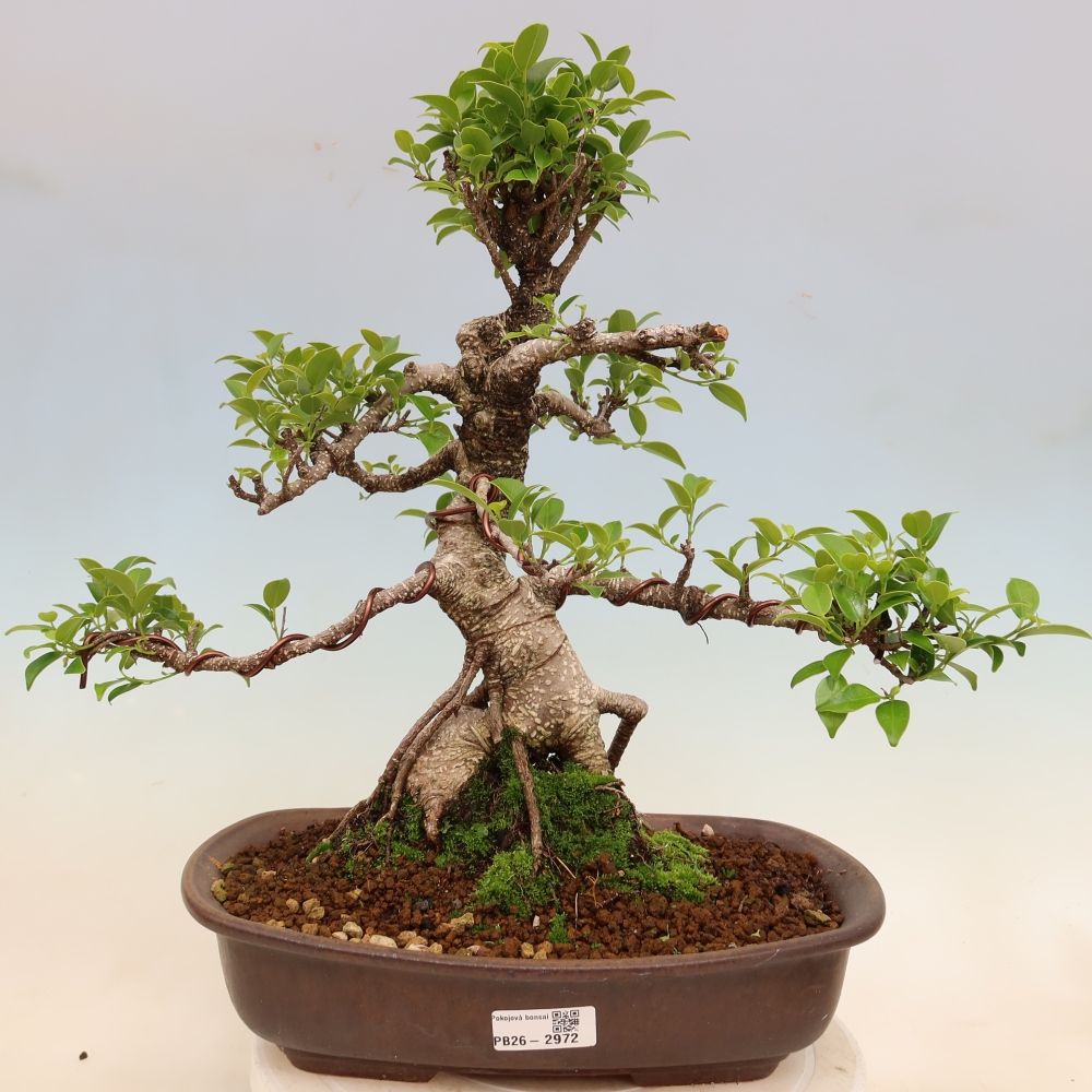 Camera bonsai - Ficus kimmen - ficus a foglie piccole