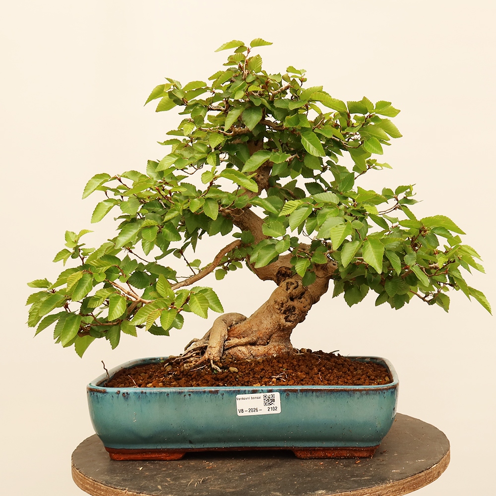 Bonsai da esterno -Carpinus Coreana - Carpino coreano