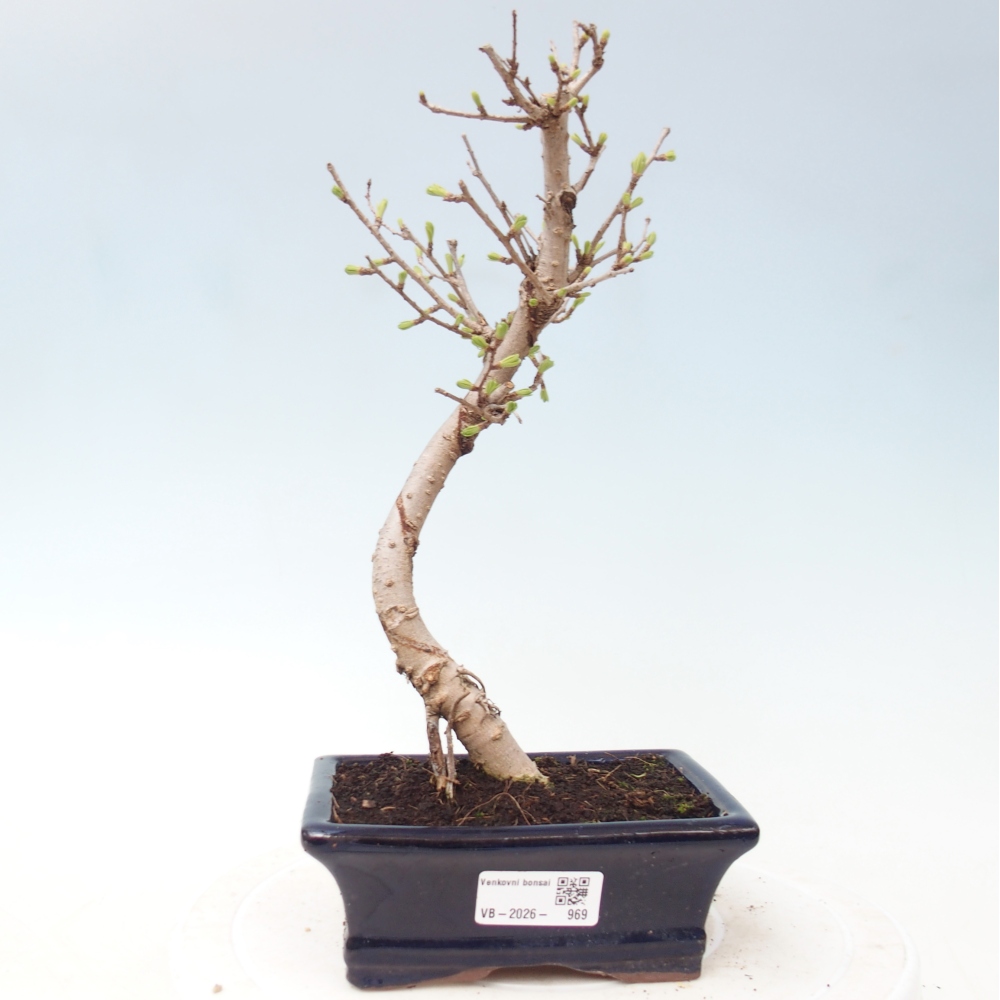 Bonsai da esterno -Pseudolarix amabis-Pseudolarix amabis