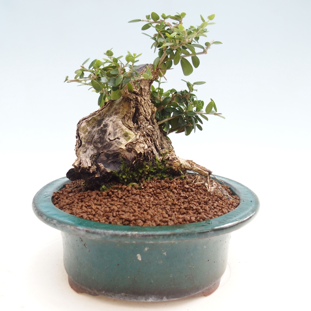 Bonsai da interno - Olea europaea sylvestris