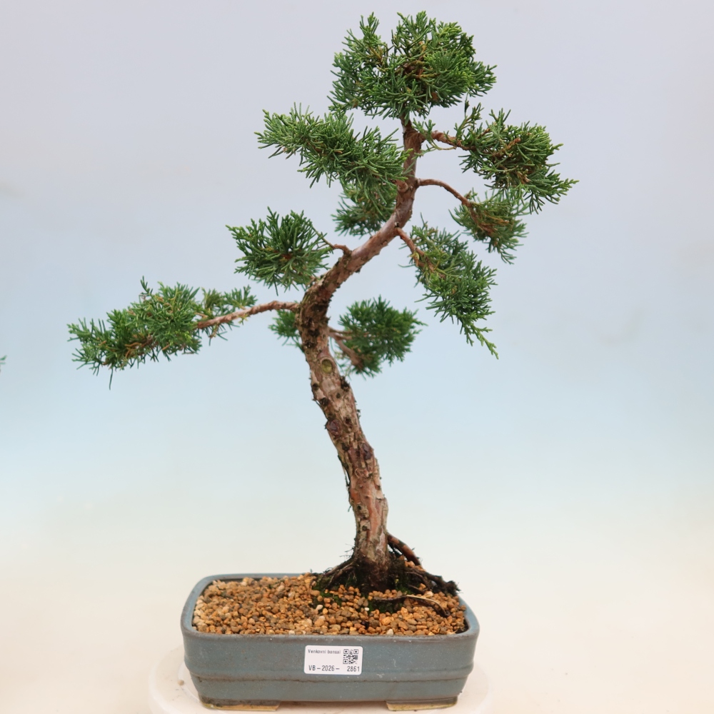 Bonsai da esterno - Juniperus chinensis Kishu