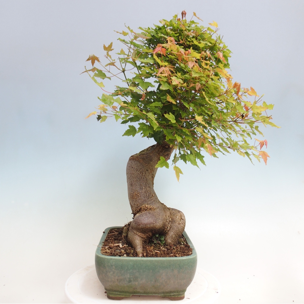 Bonsai da esterno - Acer Buergerianum - Acero di Burger