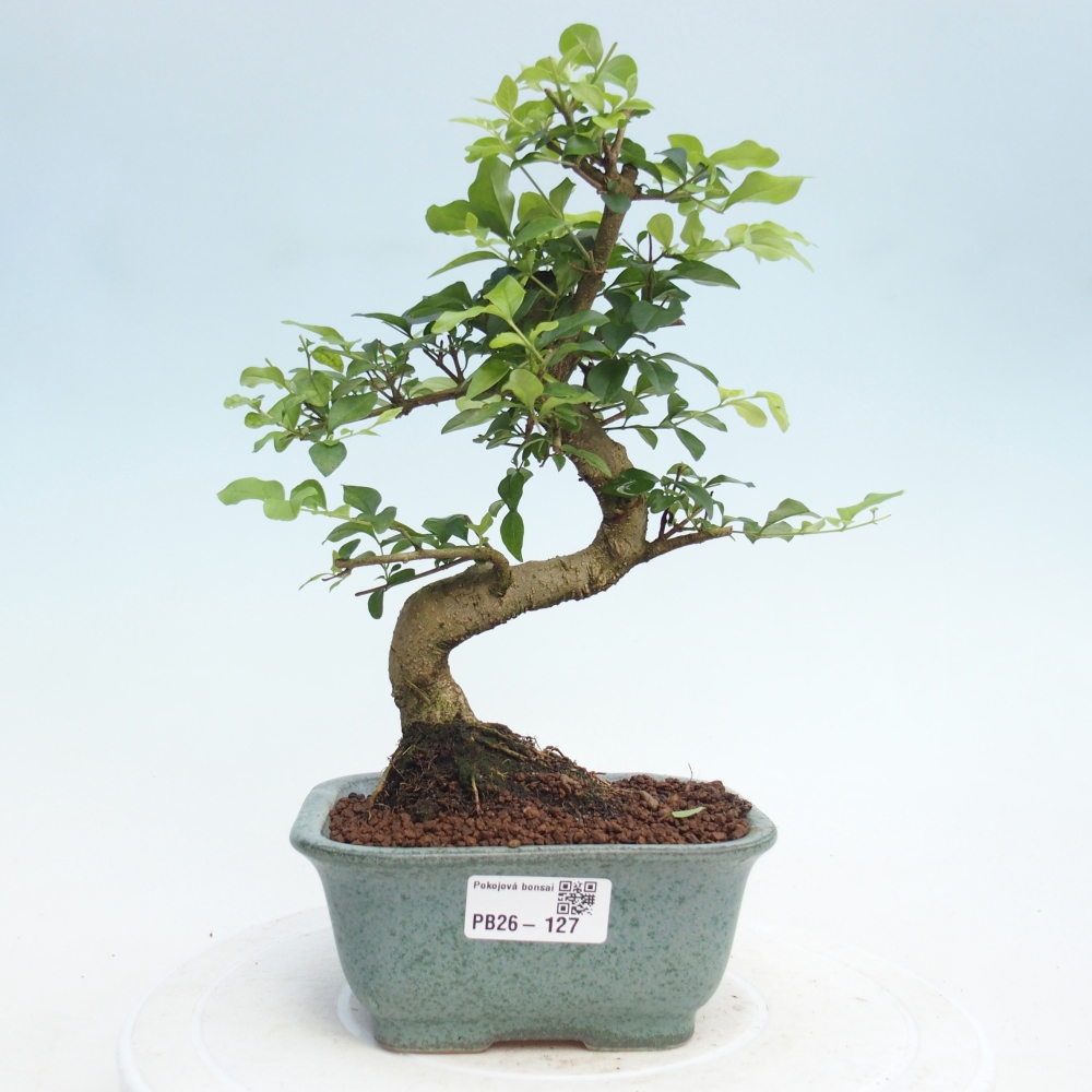 Camera bonsai -Ligustrum chinensis - Becco d'uccello