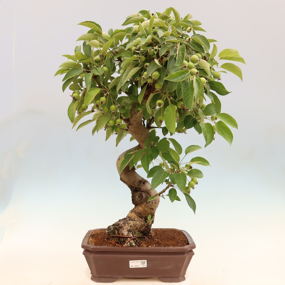 Bonsai da esterno -Malus halliana - Melo a frutto piccolo