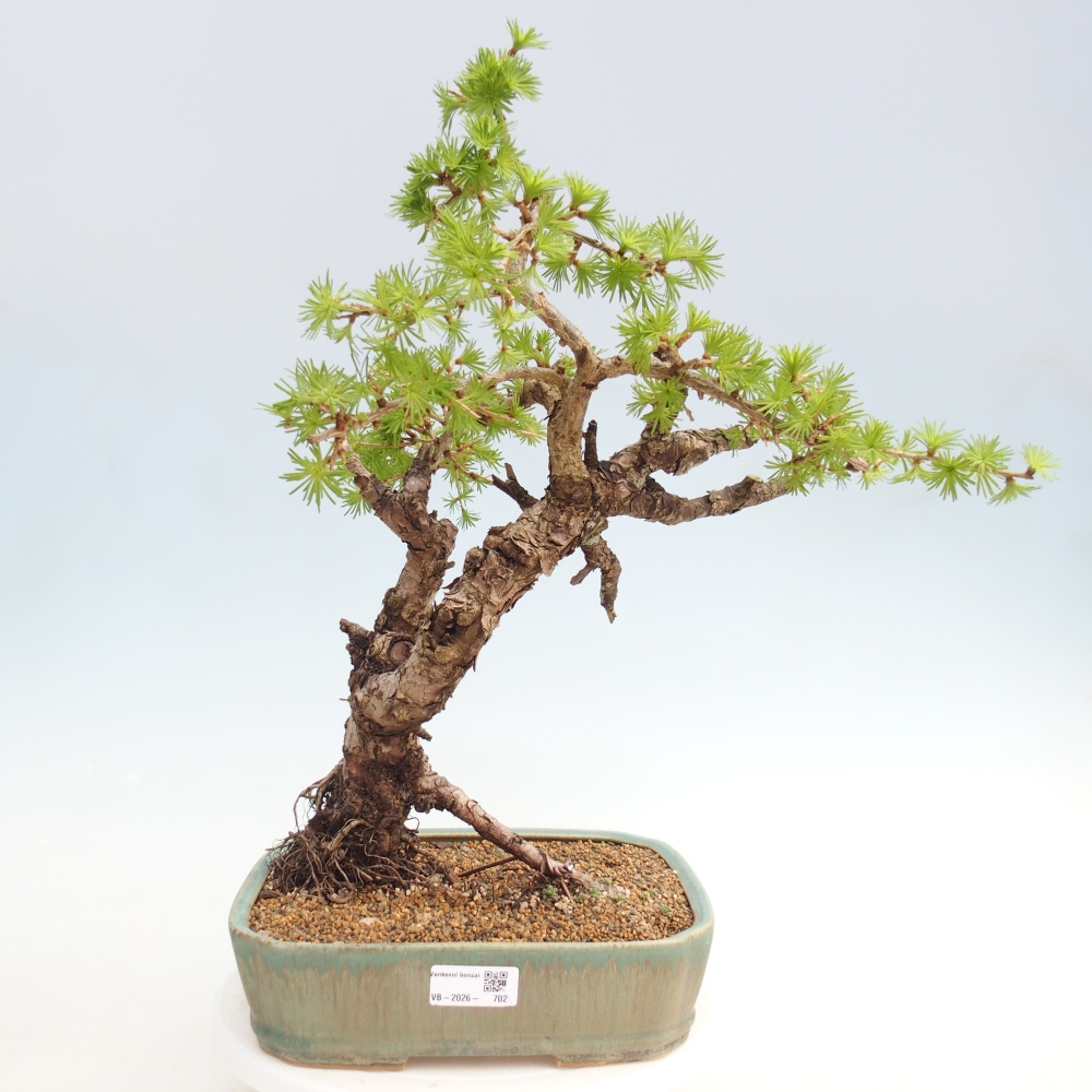 Bonsai da esterno -Larix decidua - Larice - Solo trasporto su pallet