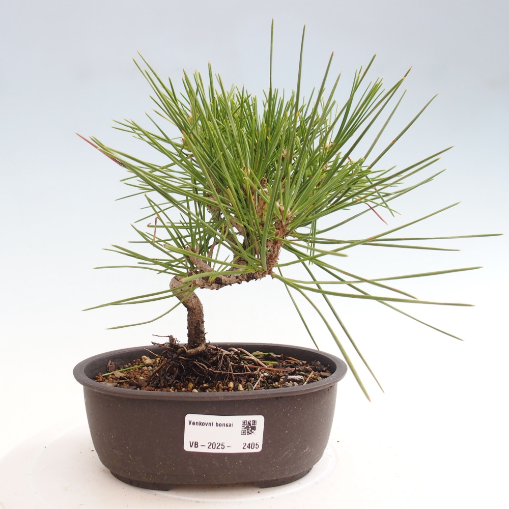 Bonsai da esterno - Pinus thunbergii - Pino di Thunberg
