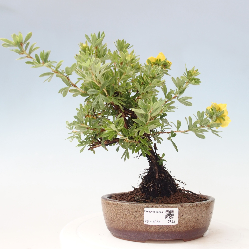 Bonsai da esterno - Potentila fruticosa yellow Bird