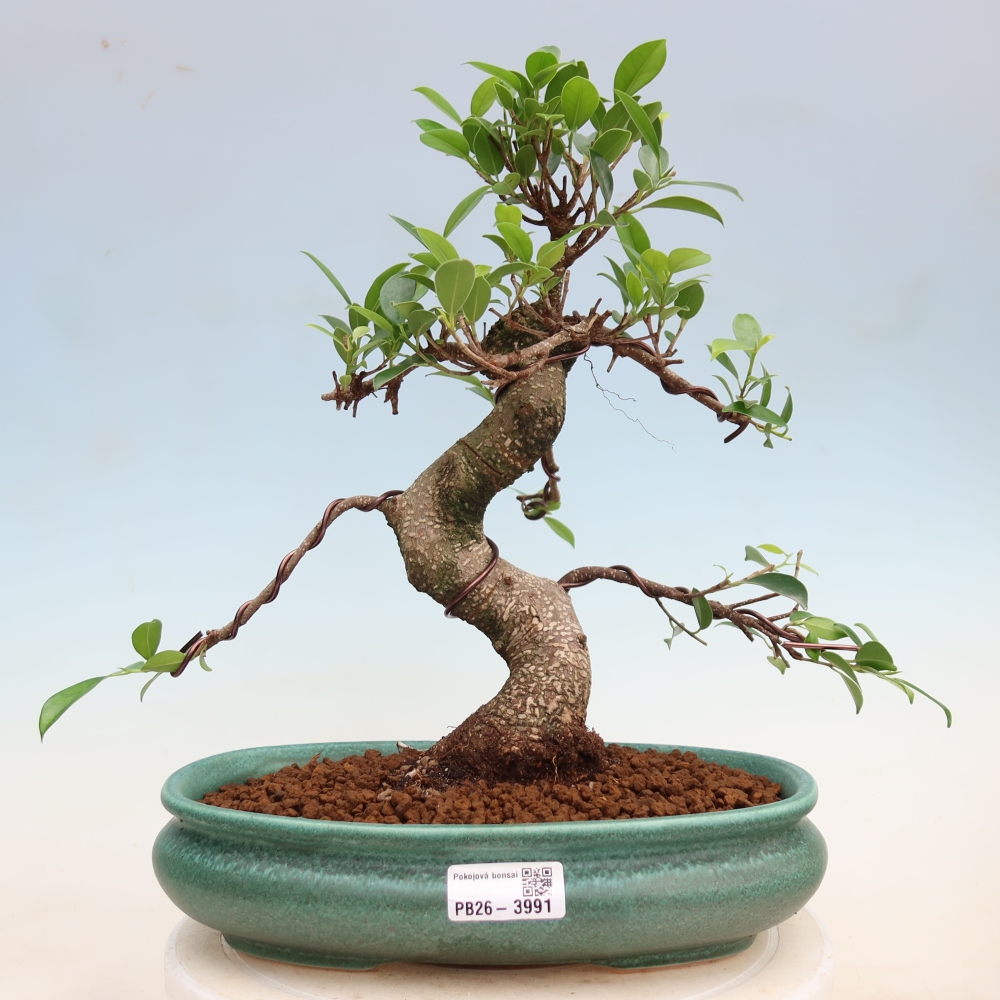 Camera bonsai - Ficus kimmen - ficus a foglie piccole