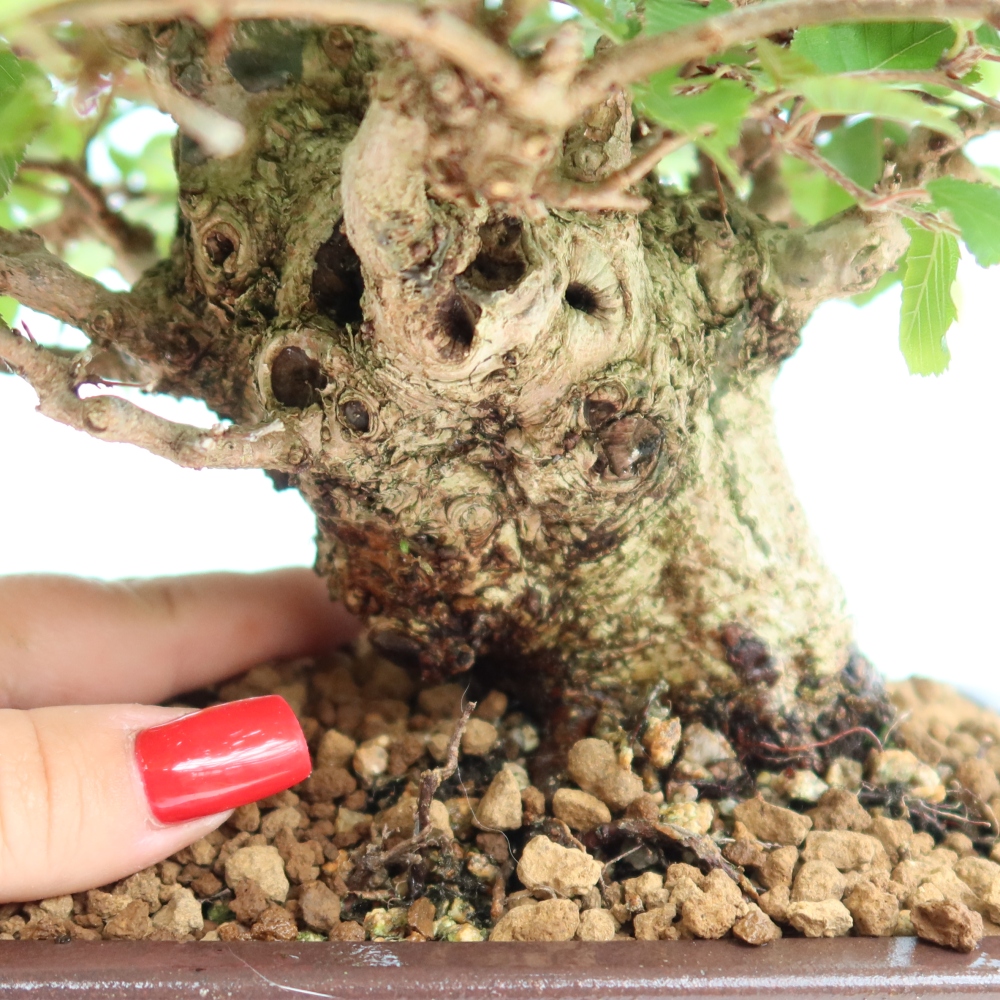 Bonsai da esterno -Carpinus Coreana - Carpino coreano