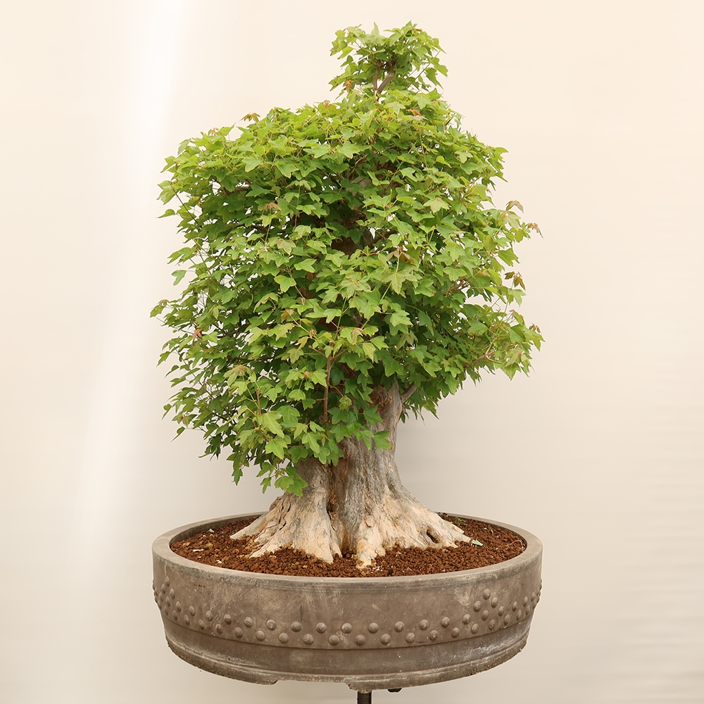 Bonsai da esterno - Acero Burger - Acer Burgerianum