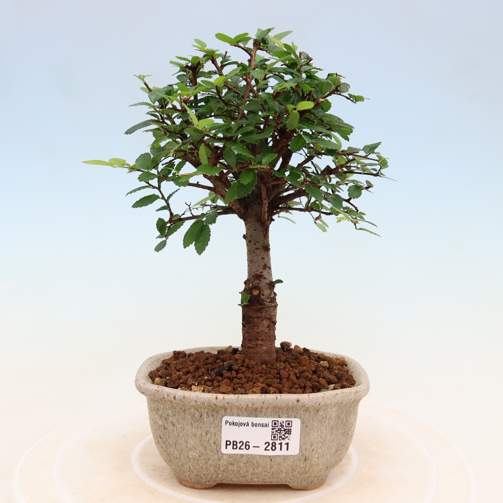 Camera bonsai - Ulmus parvifolia - Olmo a foglie piccole