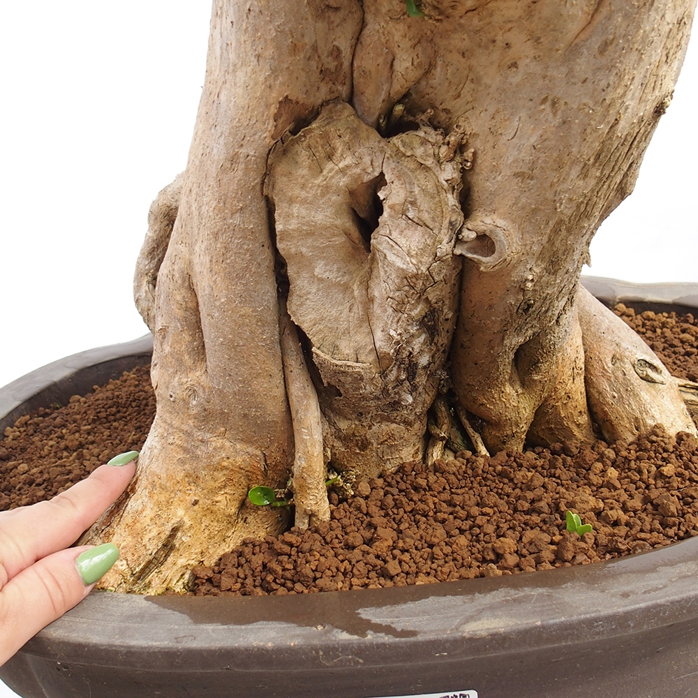 Bonsai da interno - Premna serratifolia - Kozlovna malolista