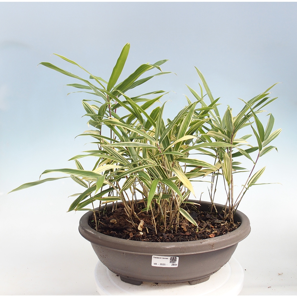 Bonsai da esterno - Sasaella masamuneana Albostriata - Bambù