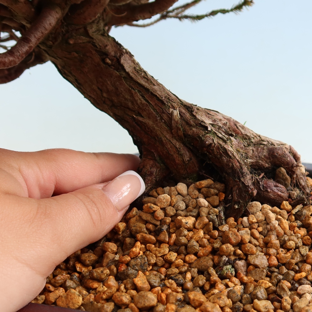Bonsai da esterno - Cryptomeria - Criptomeria