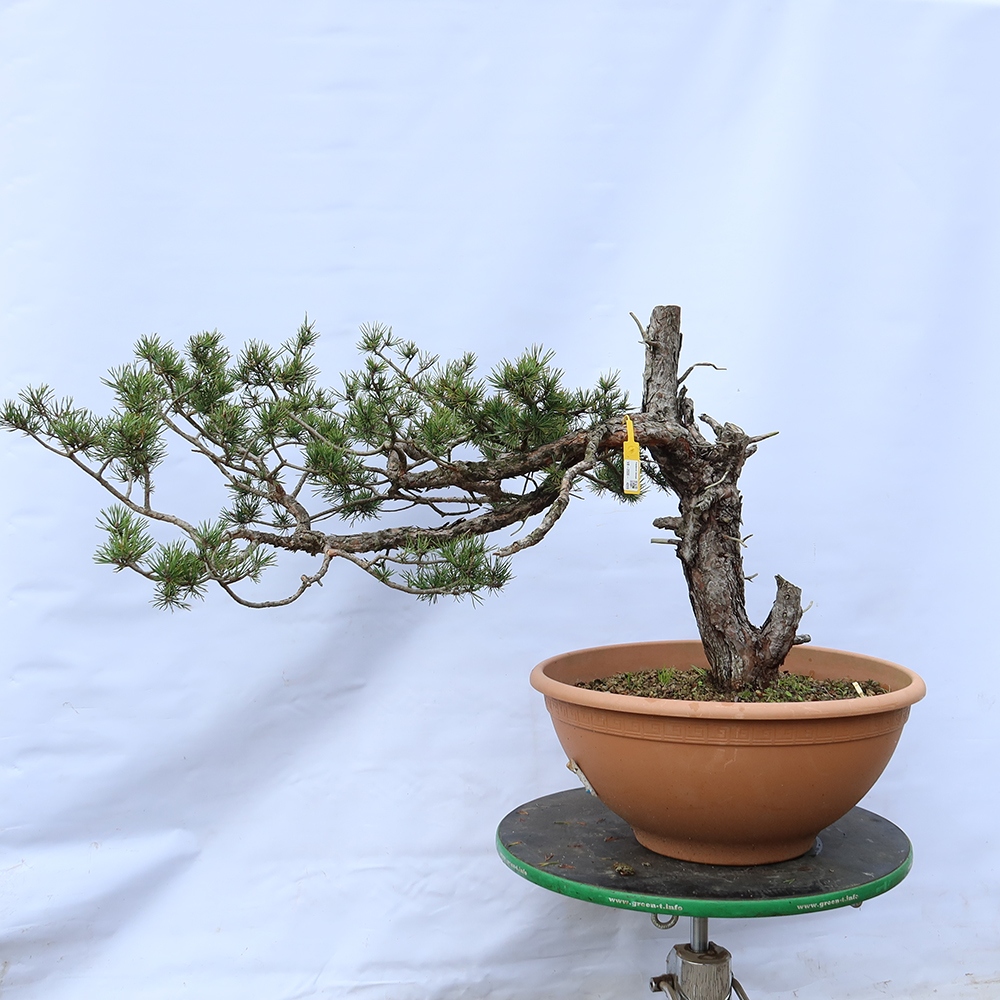 Pinus sylvestris Spagna - pino silvestre