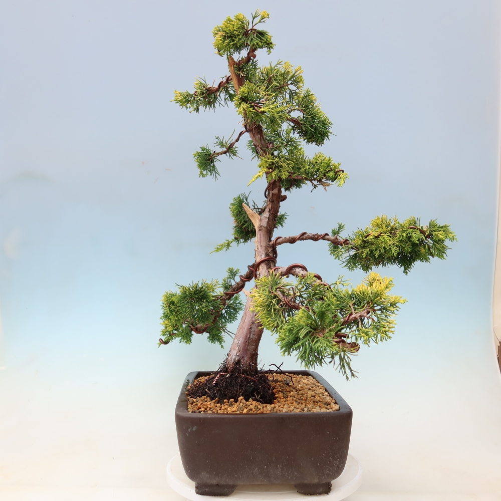 Bonsai da esterno - Juniperus chinensis  aurea - Ginepro cinese dorato