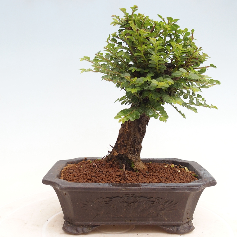 Bonsai da esterno - Ulmus parvifolia Hokkaido - Olmo cinese