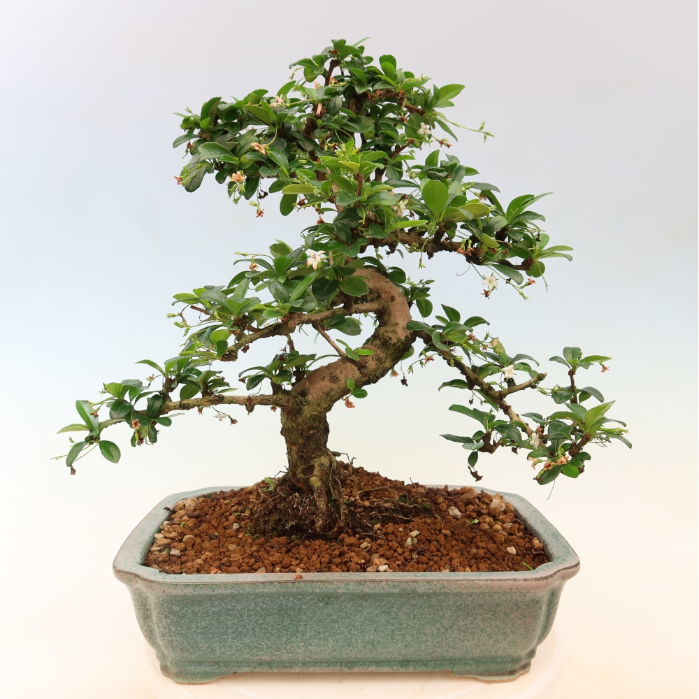 Camera bonsai - Carmona macrophylla - Tea fuki