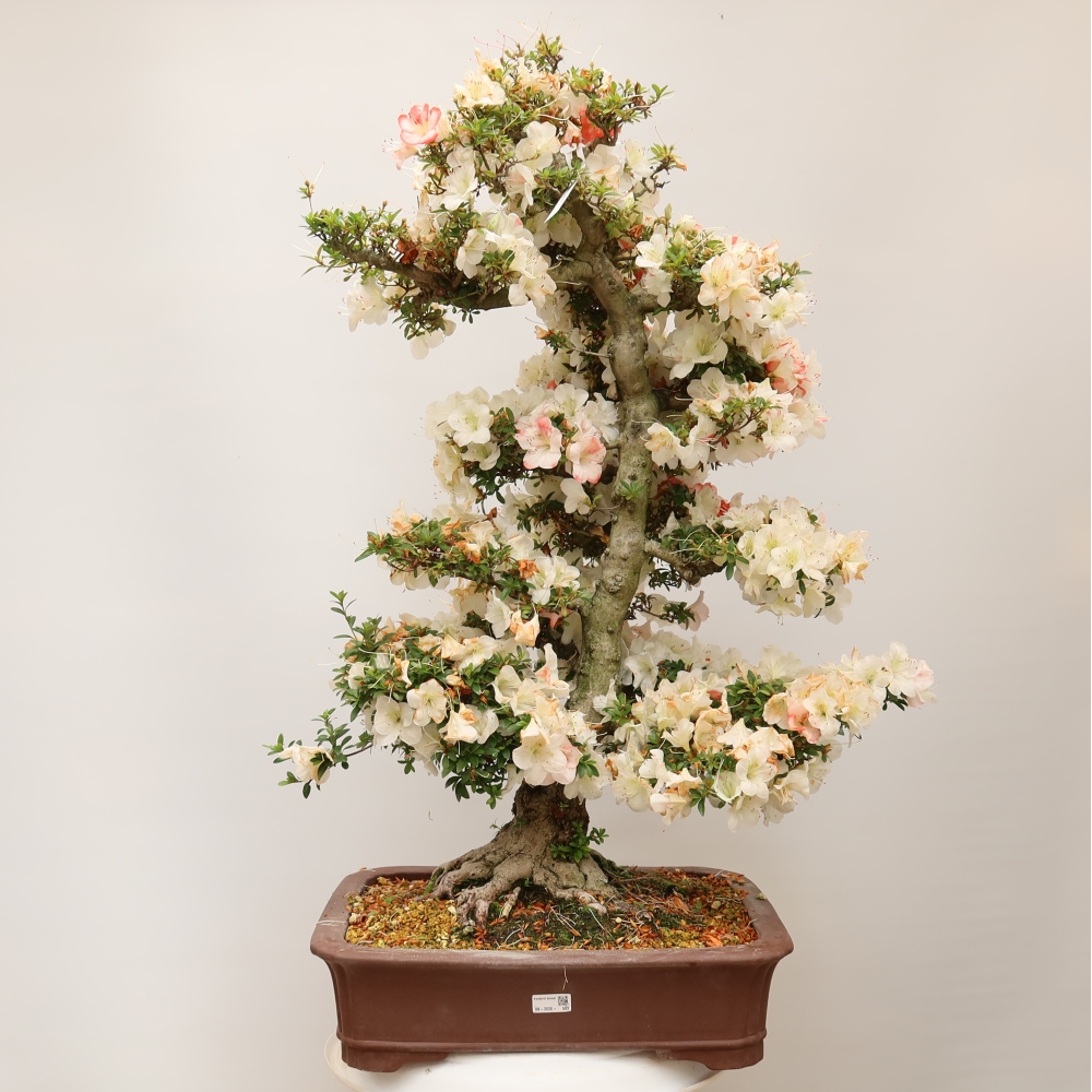 Bonsai da esterno - Azalea giapponese - Azalea Tochizumi