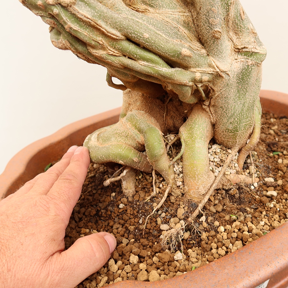 Bonsai da esterno - Acero Burger - Acer Burgerianum