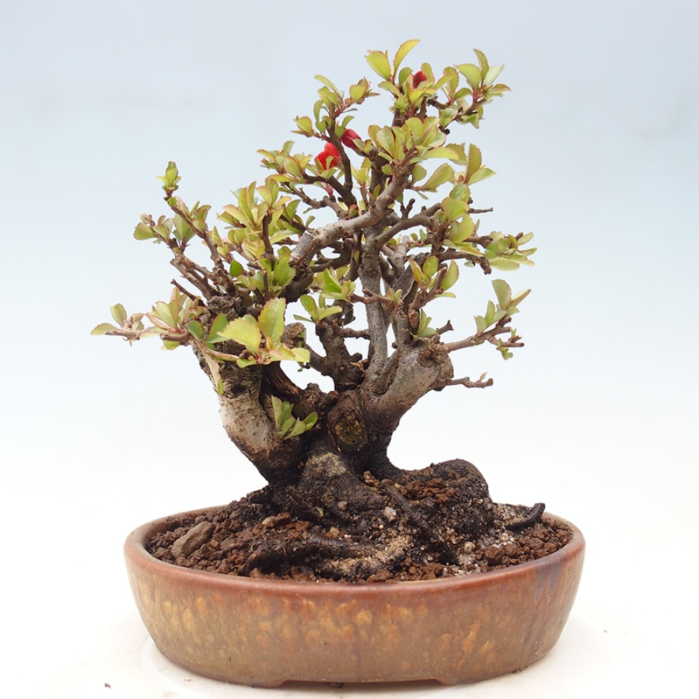 Bonsai da esterno - Chaneomeles speciosa - Cotogno