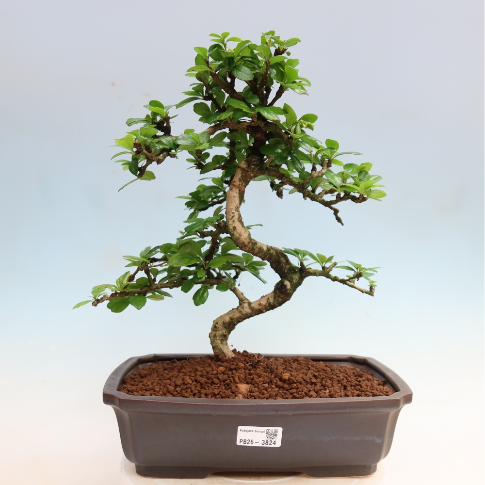 Camera bonsai - Carmona macrophylla - Tea fuki