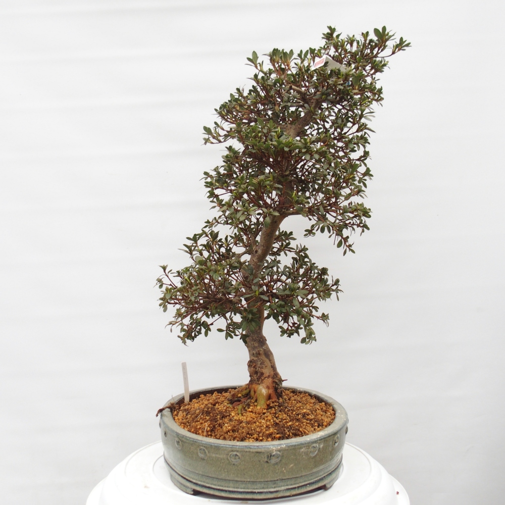 Bonsai da esterno - Azalea giapponese - Azalea Akari