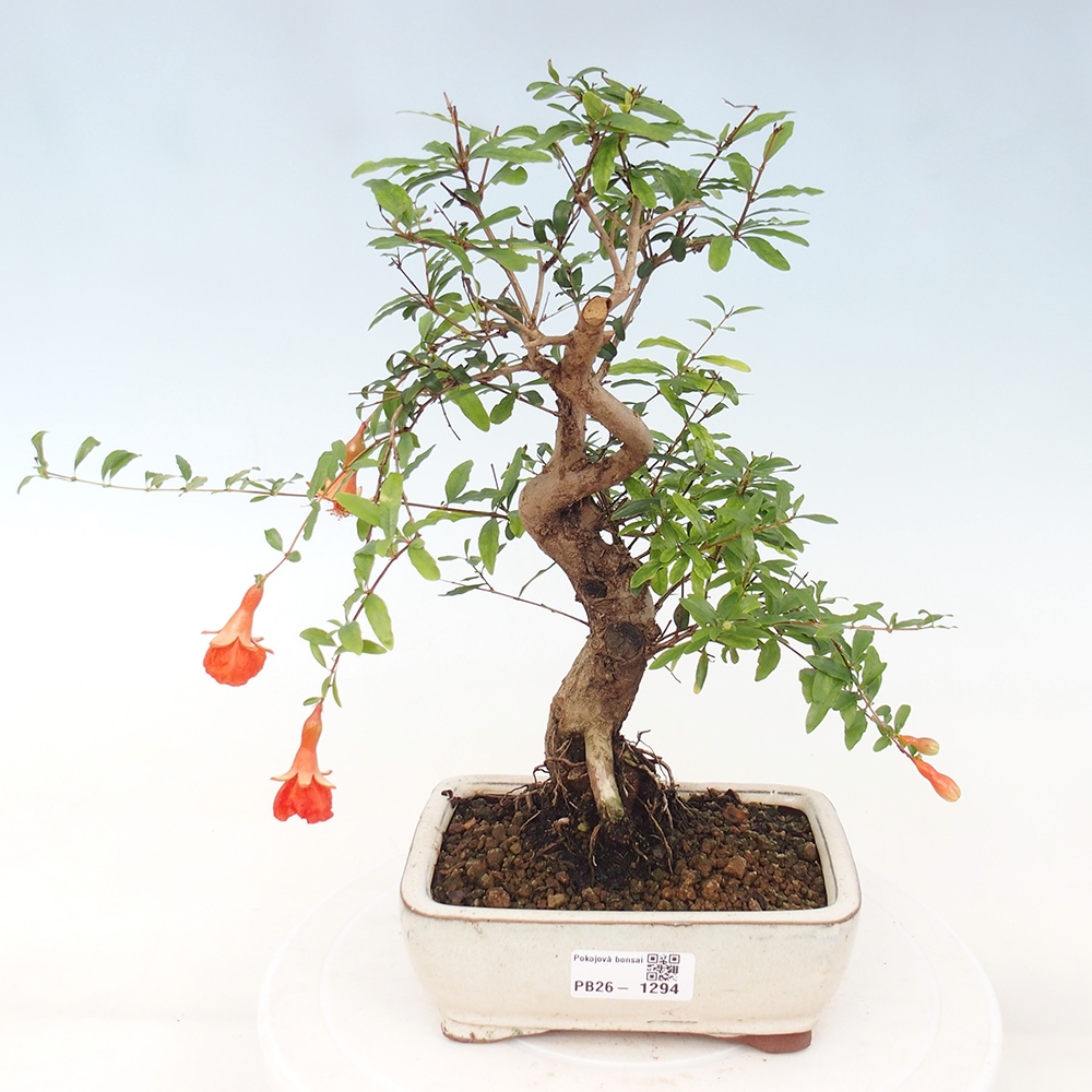 Camera bonsai-PUNICA granatum nana-Mela granata