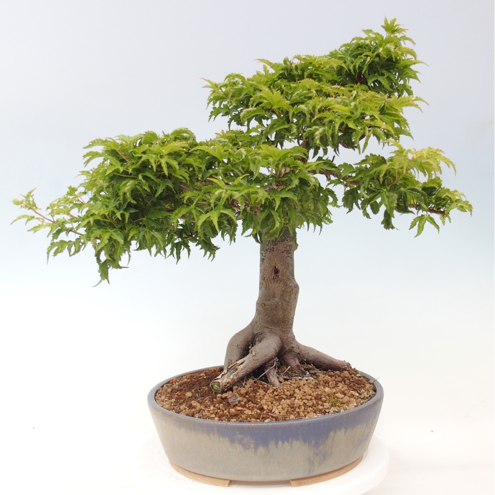 Bonsai da esterno -Palma di Giava Acer palmatum Shishigashira
