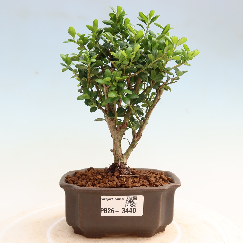 Camera bonsai - Ilex crenata - Agrifoglio