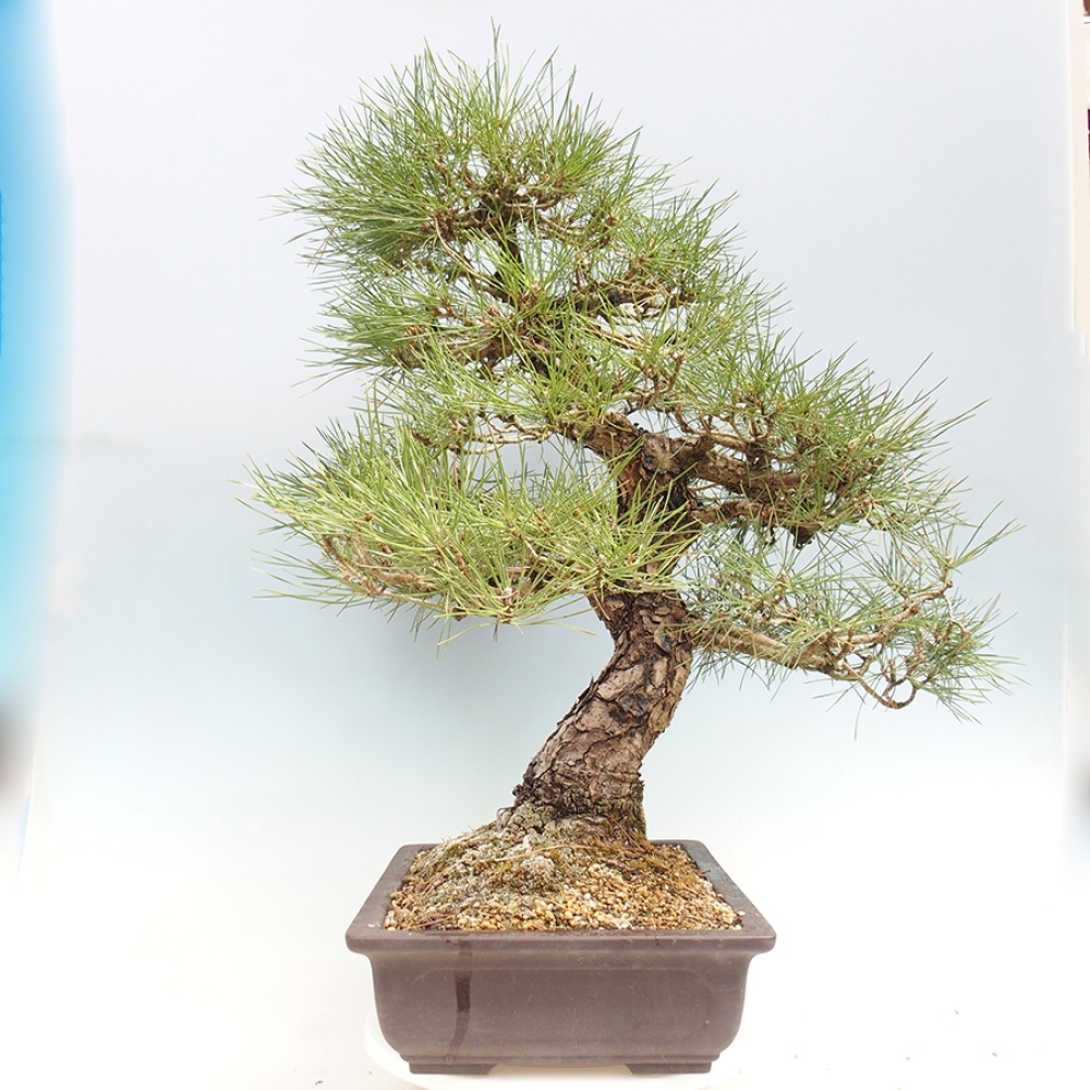 Bonsai da esterno - Pinus thunbergii - Pino di Thunberg