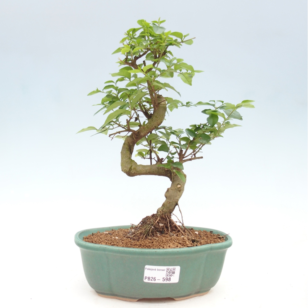 Camera bonsai -Ligustrum chinensis - Becco d'uccello