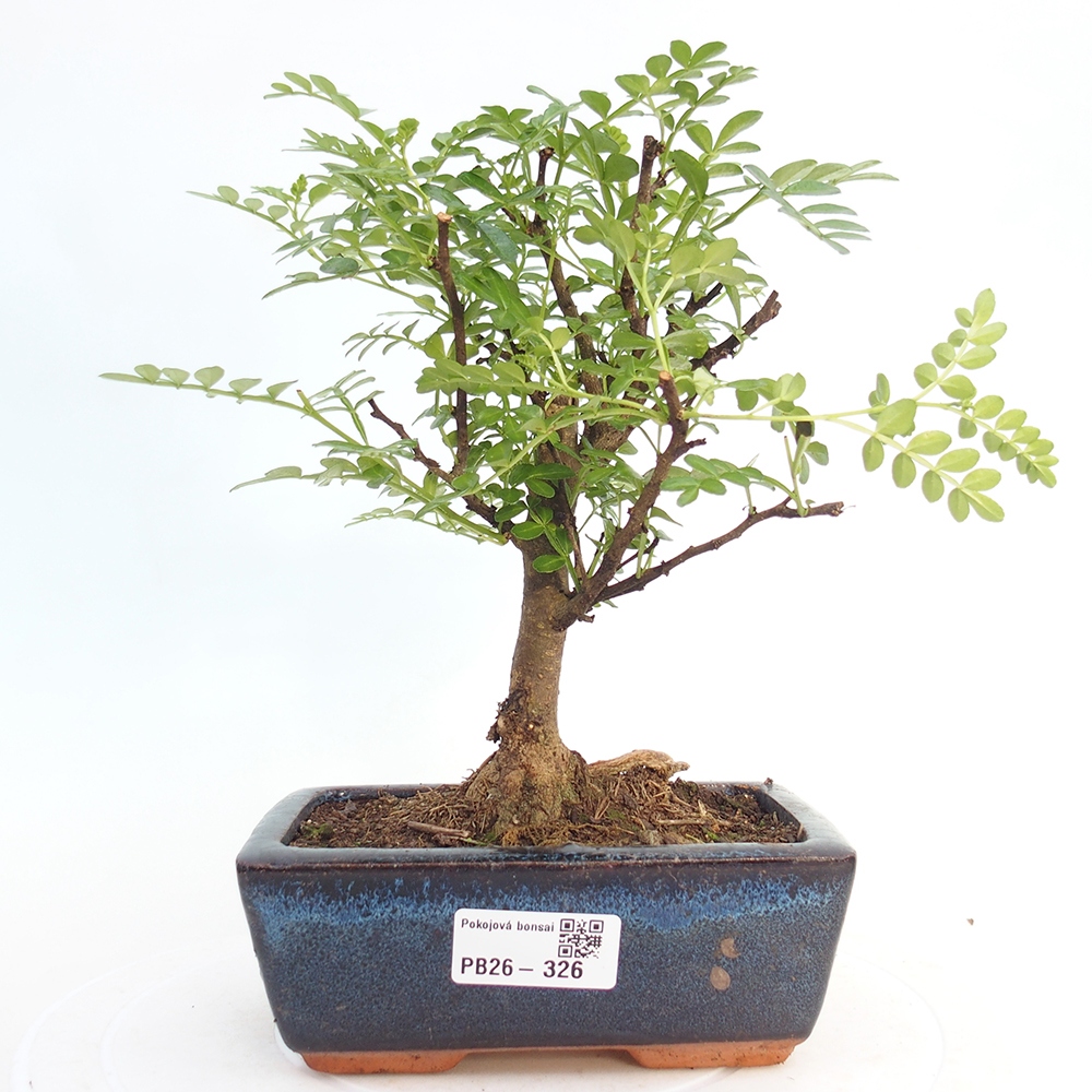Camera bonsai - Zantoxylum piperitum - albero del pepe