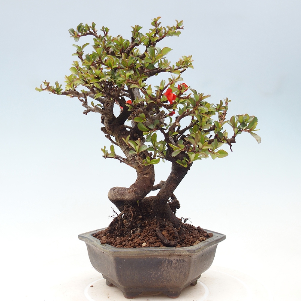 Bonsai da esterno - Chaneomeles speciosa - Cotogno