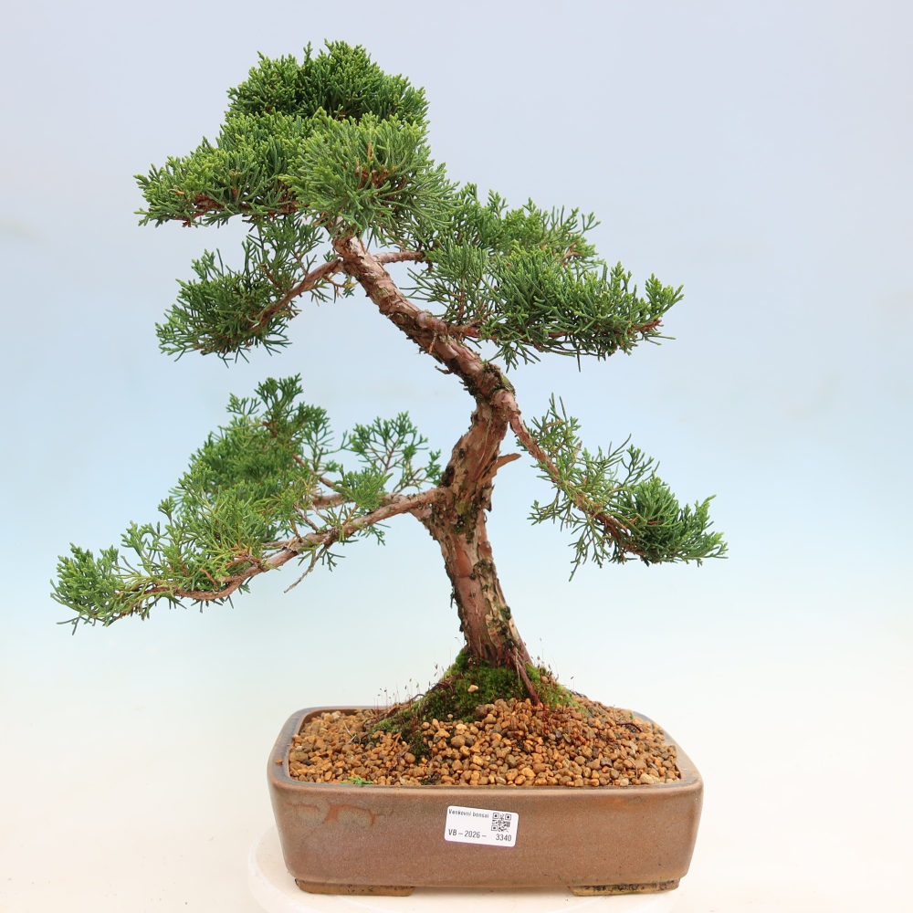 Bonsai da esterno - Juniperus chinensis Kishu