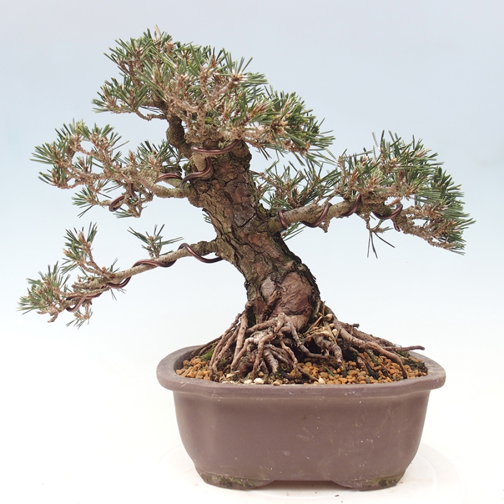 Bonsai da esterno - Pinus thunbergii Kotobuki - Pino di Thunberg