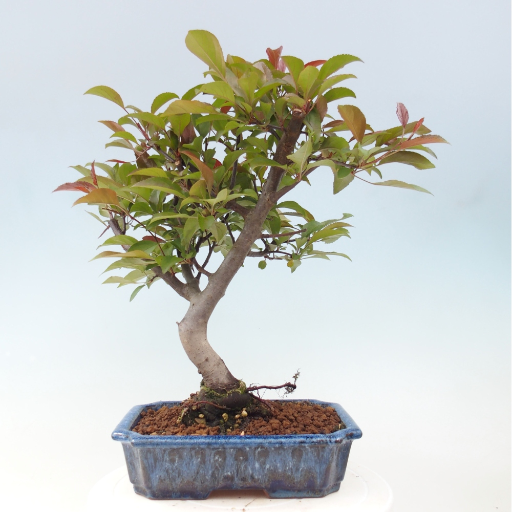 Bonsai da esterno -Malus domestica - Melo a piccoli frutti a foglie rosse