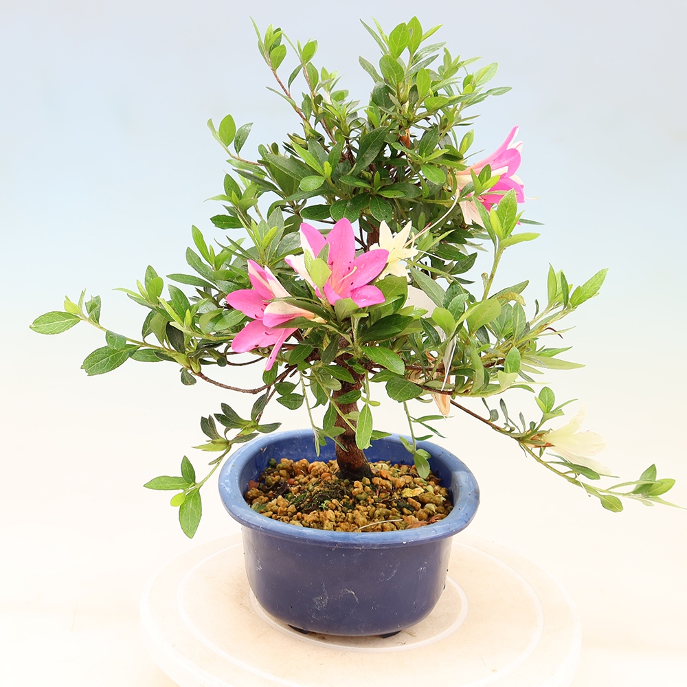 Bonsai da esterno - Azalea giapponese - Azalea a mano