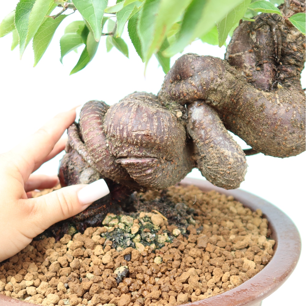 Bonsai da esterno - Albicocco giapponese - Prunus Mume