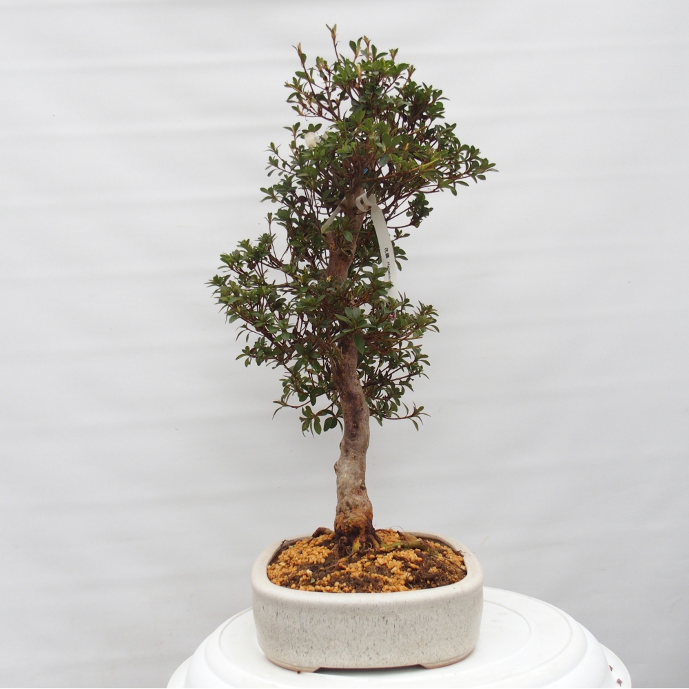 Bonsai da esterno - Azalea giapponese - Azalea Hanatsuzuri