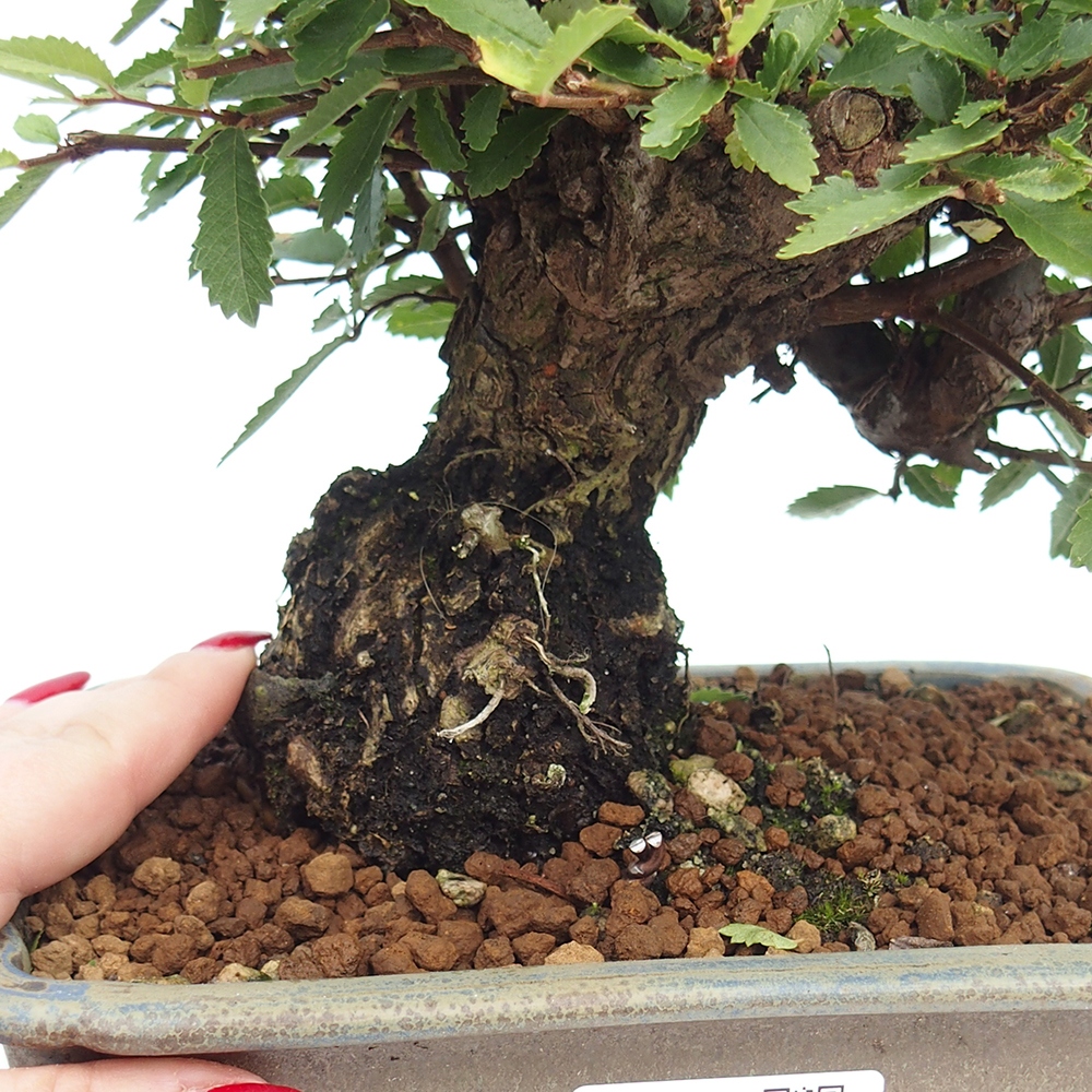 Bonsai da esterno - Zelkova - Zelkova NIRE
