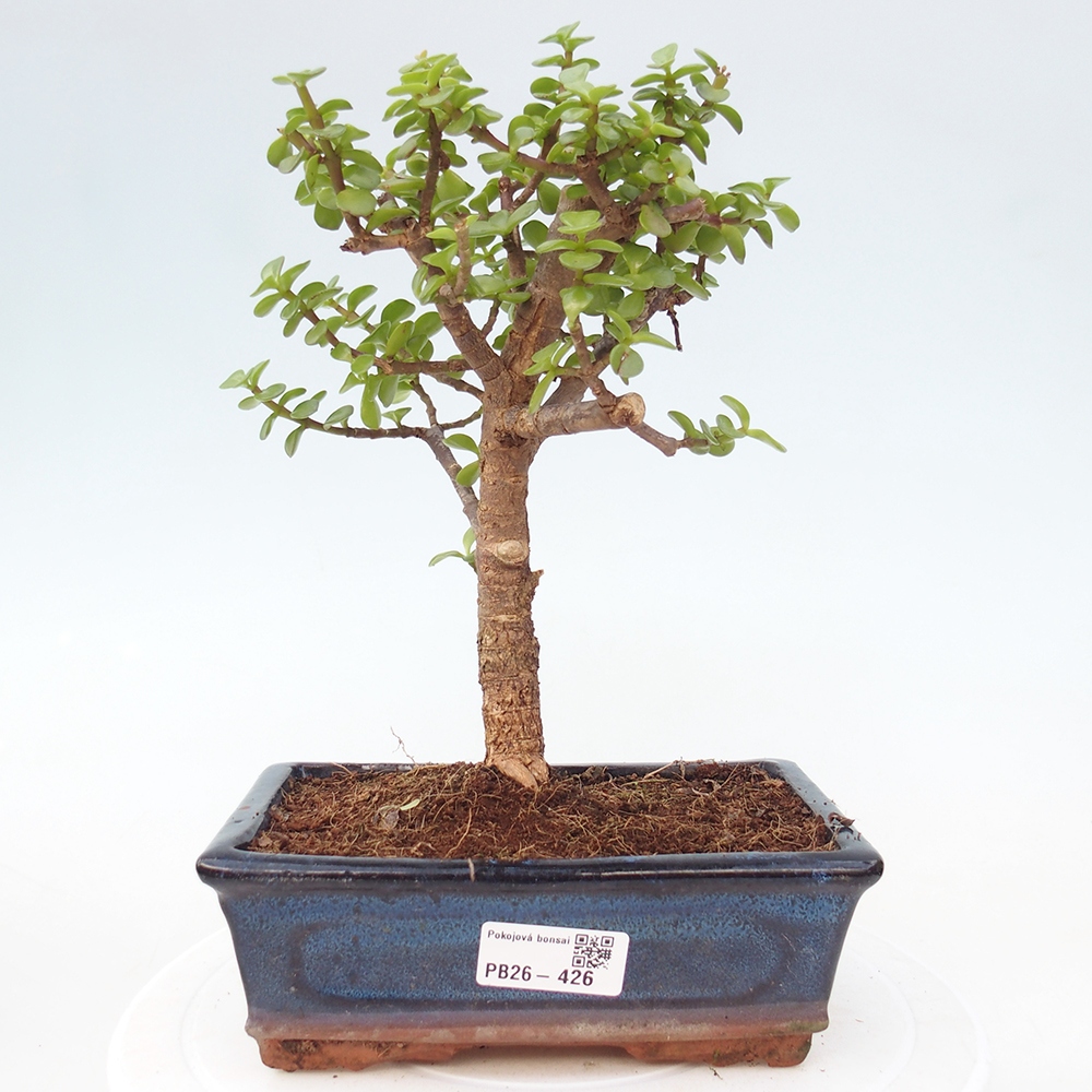 Camera bonsai - Portulakaria Afra - Tlustice