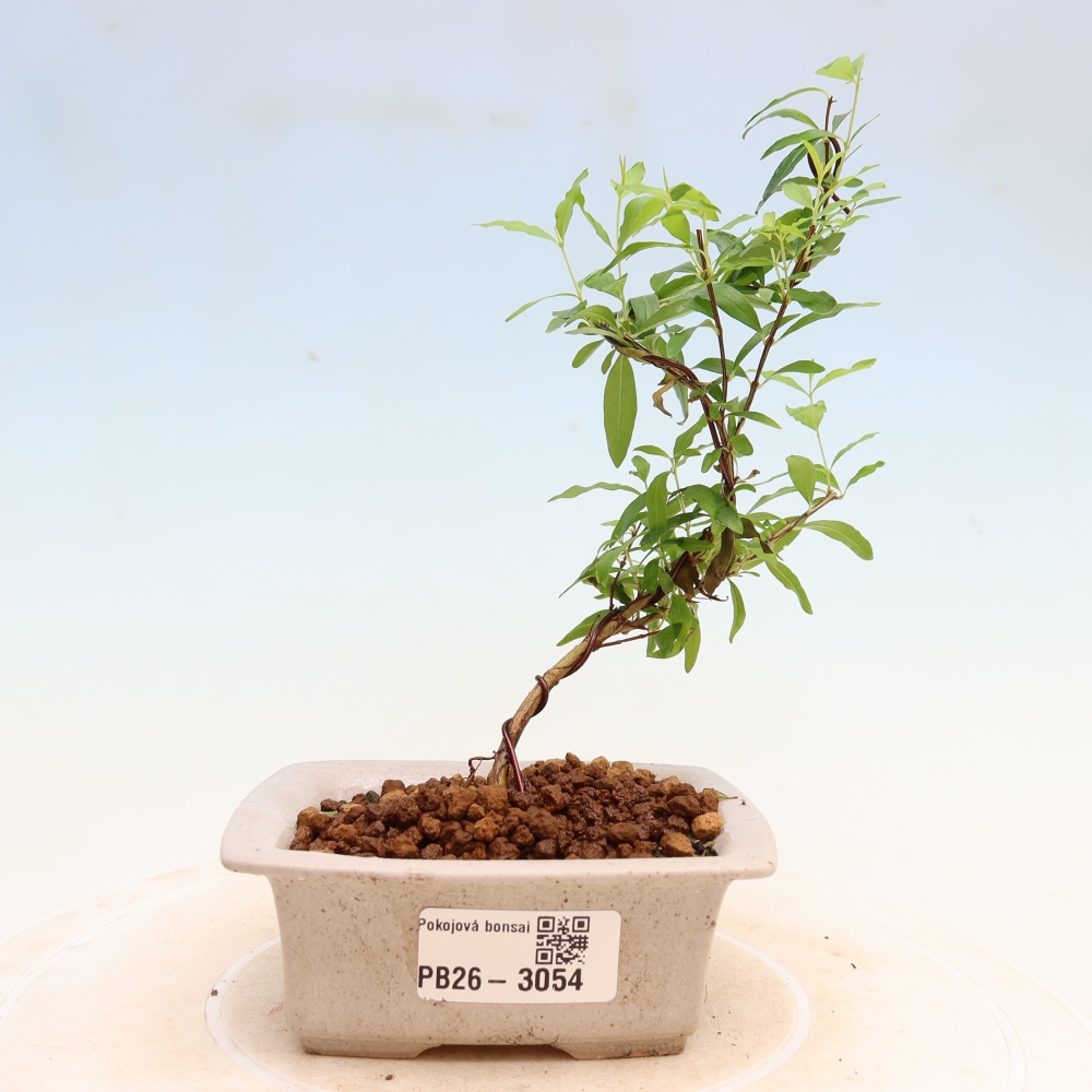 Camera bonsai-PUNICA granatum nana-Mela granata