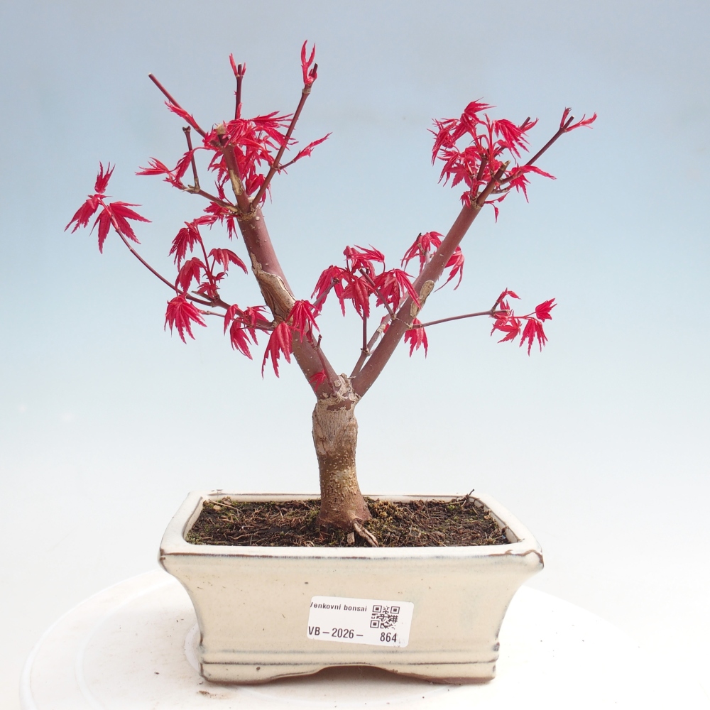 Bonsai da esterno - Acer palmatum DESHOJO