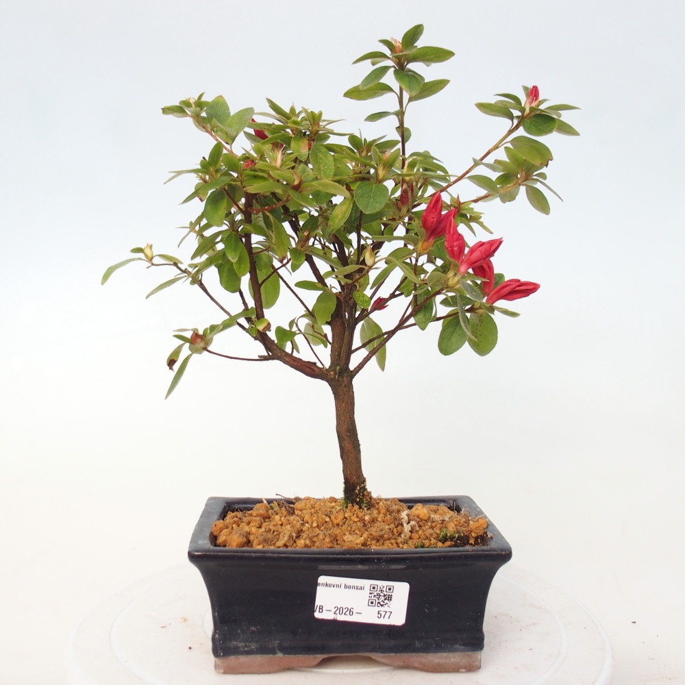 Bonsai da esterno - Azalea giapponese - Azalea sp.
