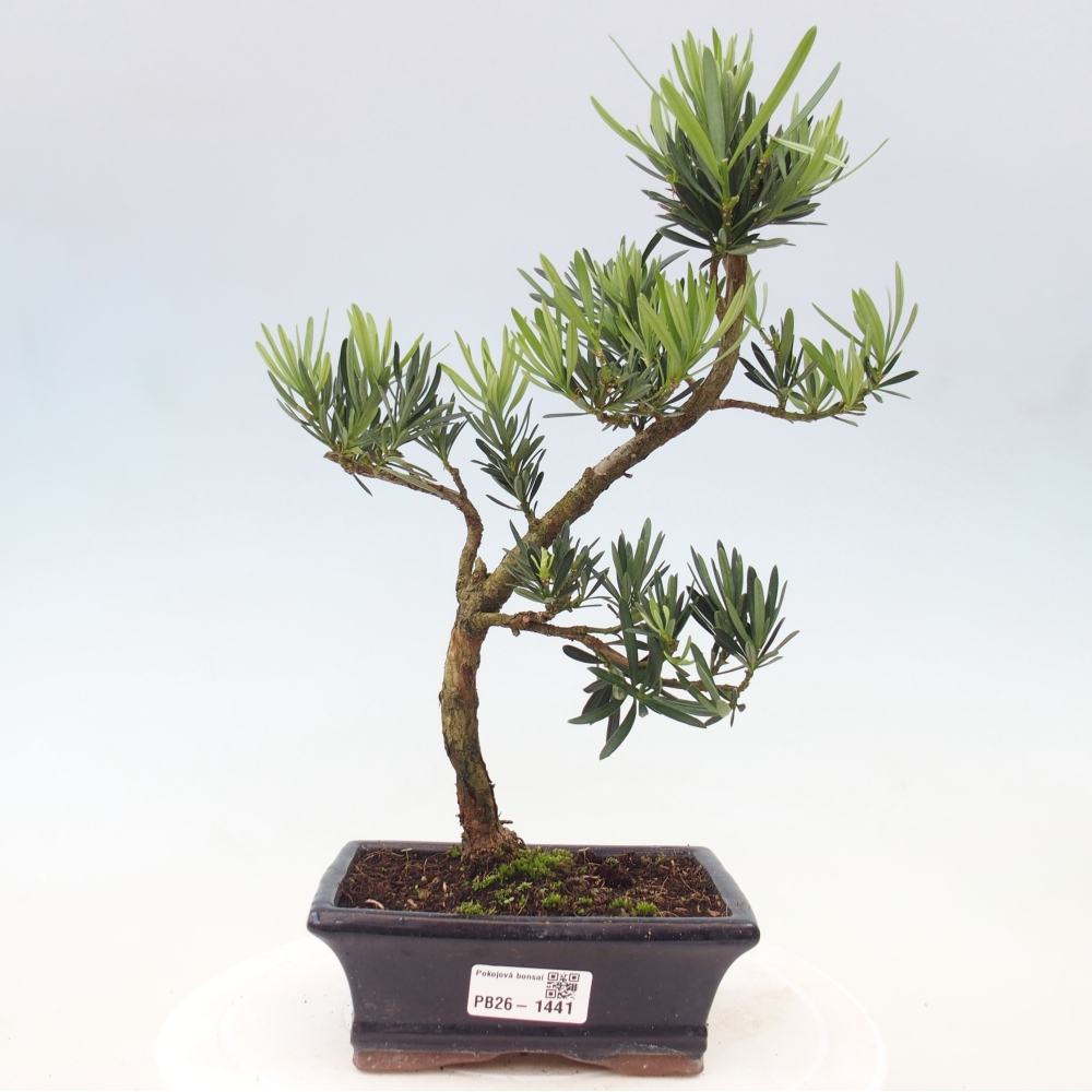 Camera bonsai - Podocarpus - Tasso delle pietre