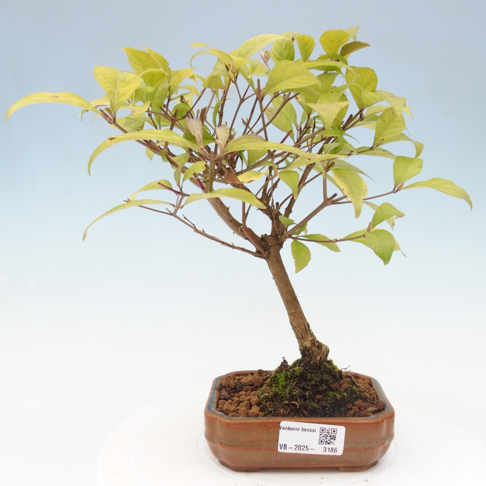 Bonsai da esterno - Callicarpa japonica
