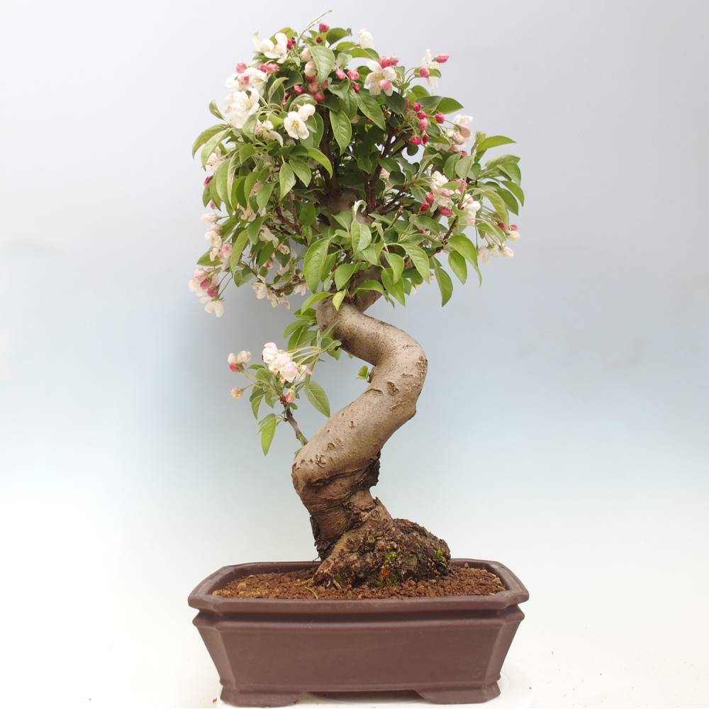 Bonsai da esterno -Malus halliana - Melo a frutto piccolo
